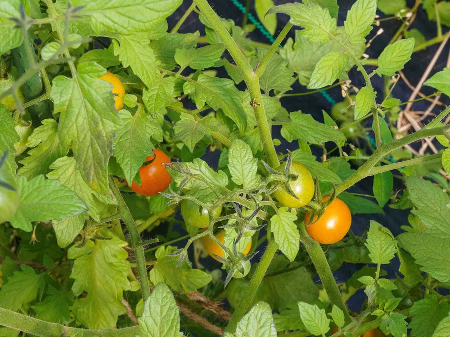 Tomateras creciendo dentro de un invernadero de túnel