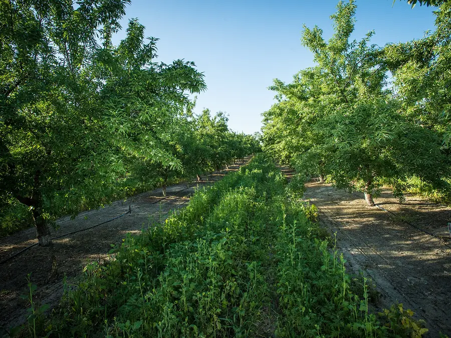 Hileras de almendros con una cubierta vegetal entre los árboles